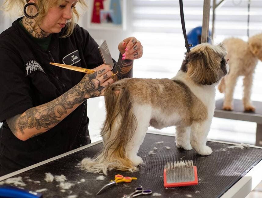 Groomer grooming a small dog