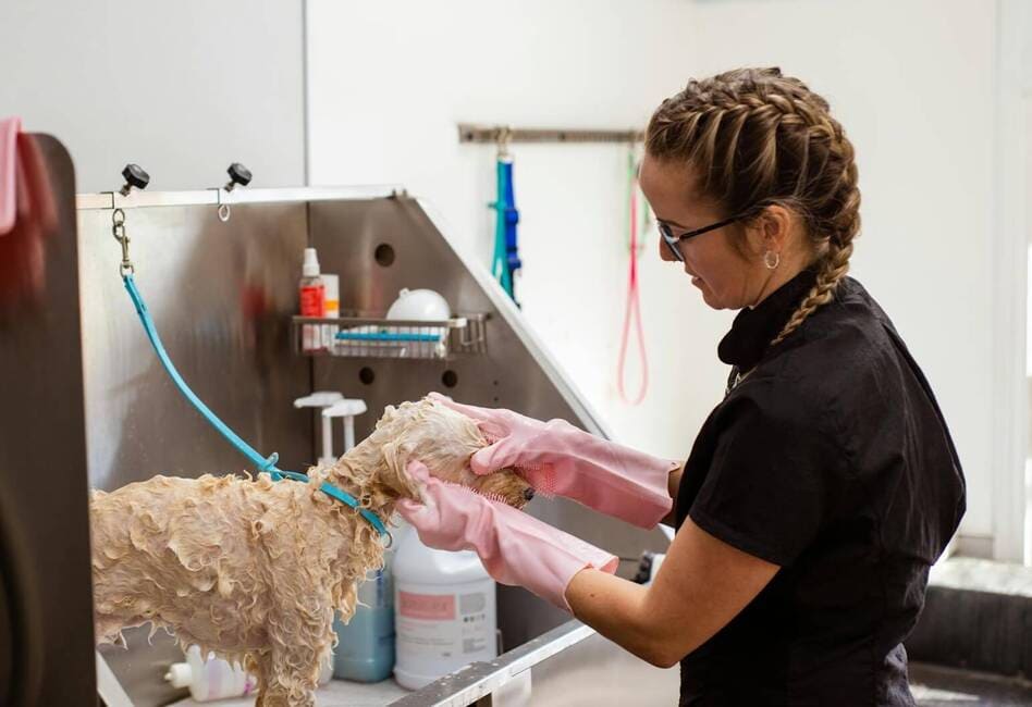 Groomer giving a small dog a bath