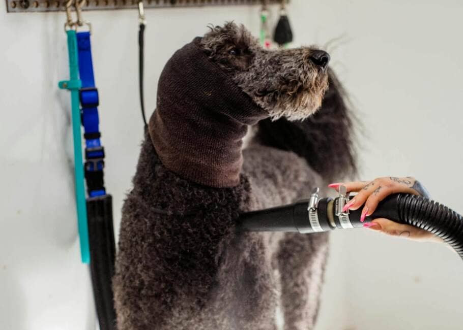 A dog getting prepared for a bath