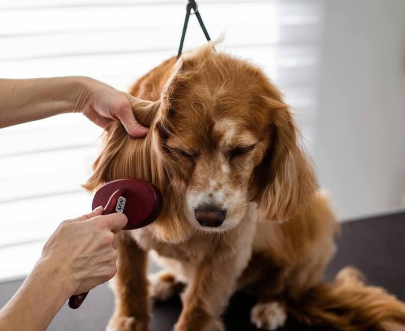 A dog getting its ear brushed