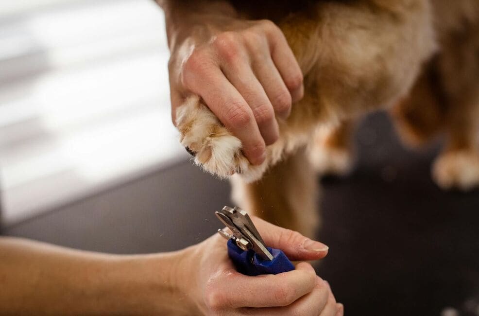 A paw getting its nails trimmed