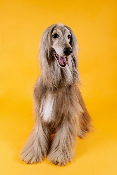 Dog with yellow background