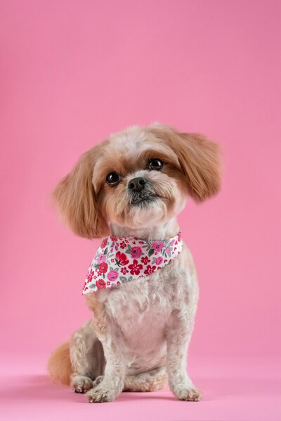 Dog with pink background