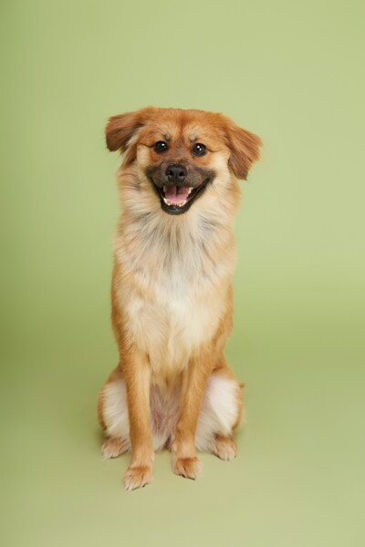 Dog with blue background