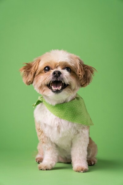 Dog with green background