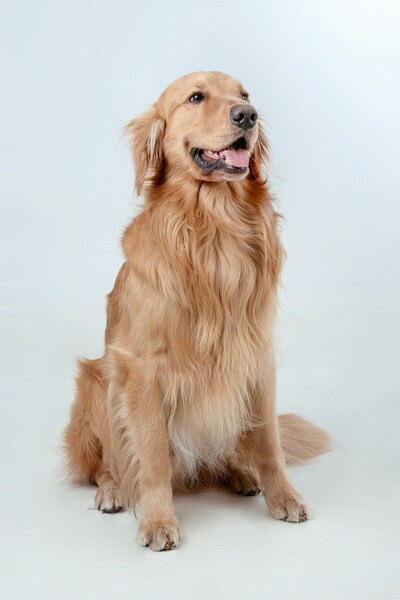 Dog with light blue background
