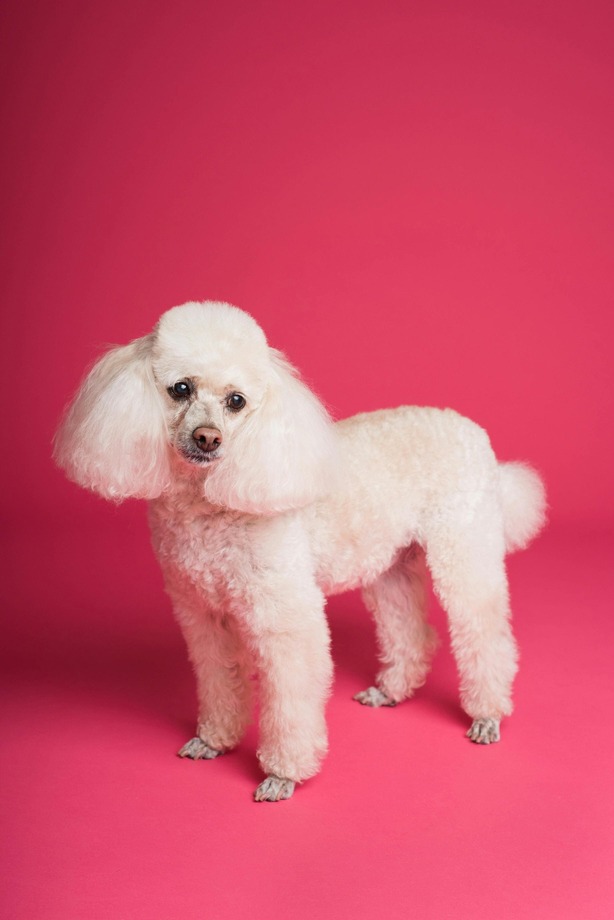 Dog with dark pink background
