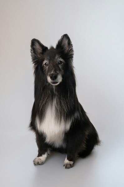 Dog with grey background