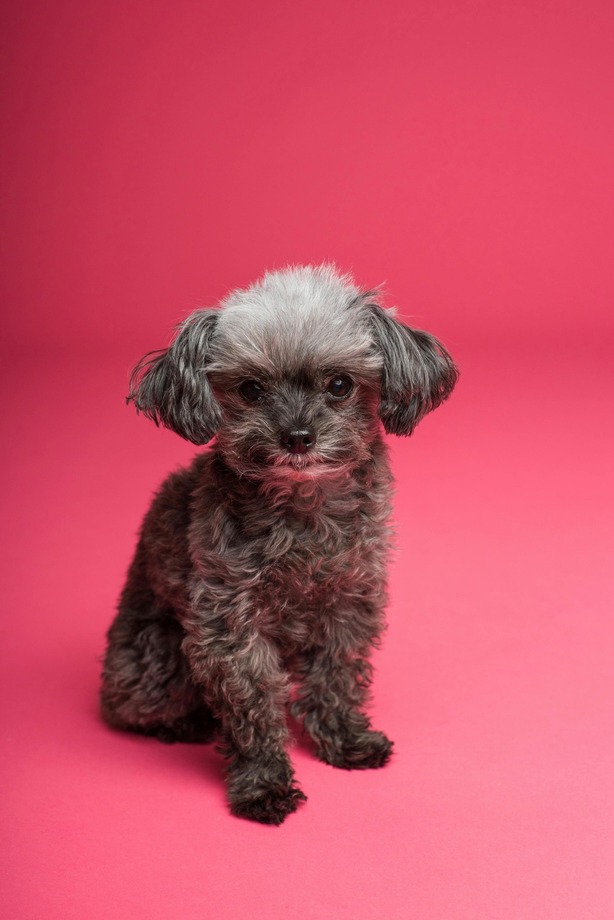 Dog with dark pink background