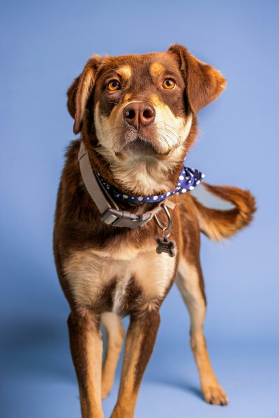 Dog with green background