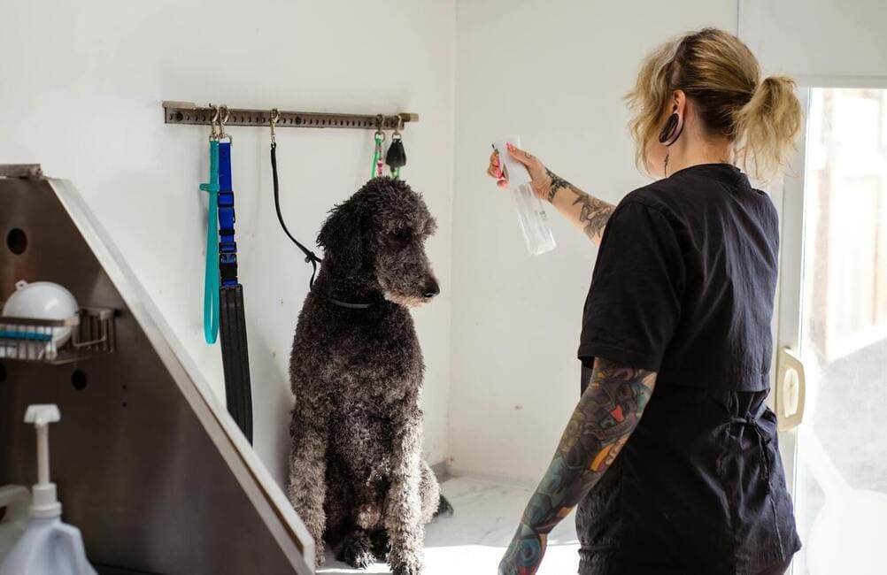 A dog getting prepared for a bath