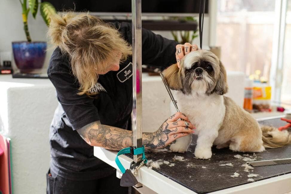 A dog getting its ears trimmed