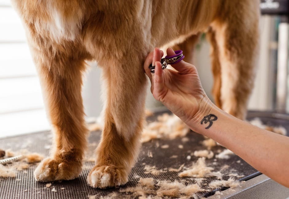 A dog that is getting a trim