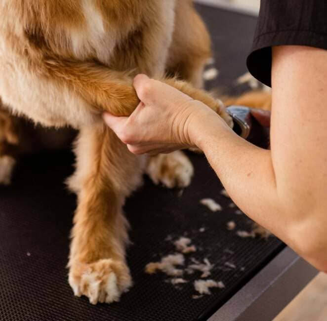 A dog getting its paws trimmed