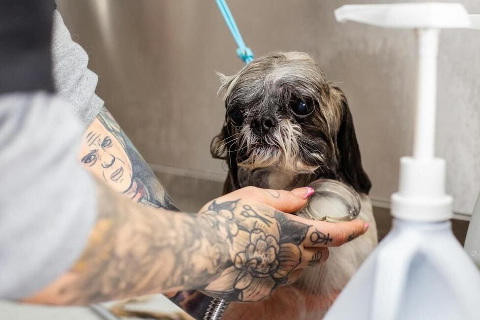 A dog getting a bath